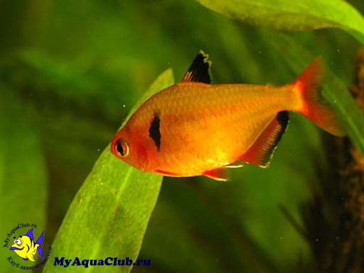 ����� (Hyphessobrycon minor)