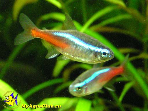 ���� �������, ������� ����, ����� ���� ��� ������ ������� ����