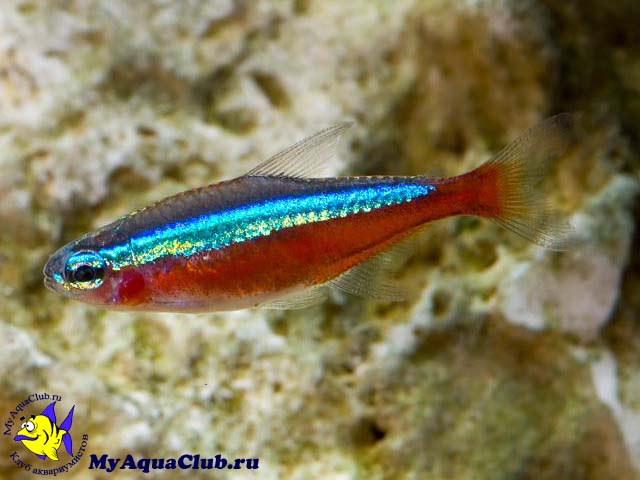 ���� �������, ������������� ����� (Paracheirodon axelrodi)