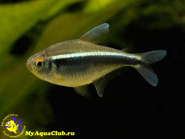 ���� ������ (Hyphessobrycon herbertaxelrodi)