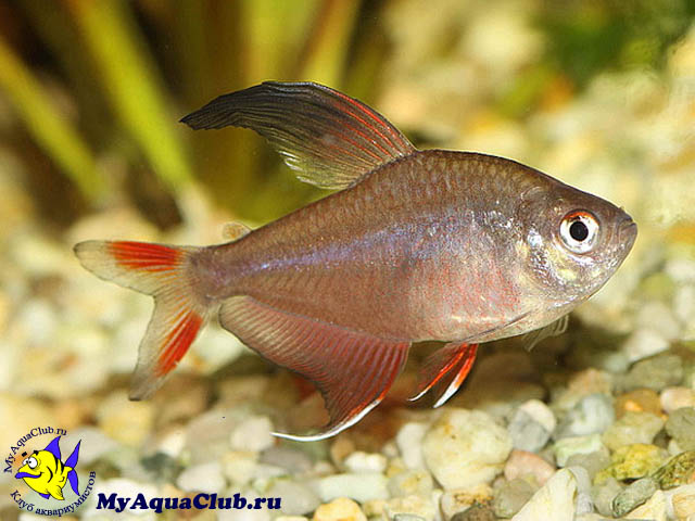 ������� (Hyphessobrycon bentosi bentosi)