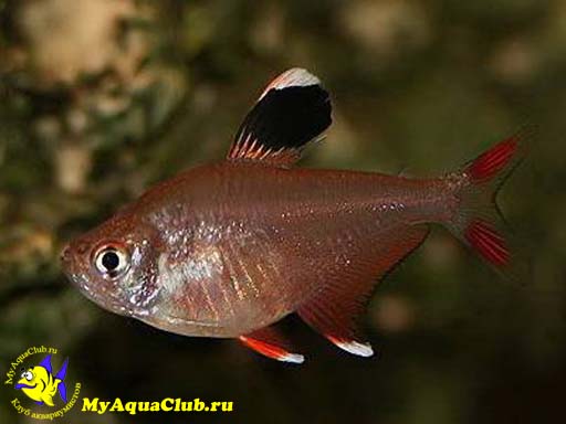 ������� ������� ��� ������� ������ (Megalamphodus sweglesi)