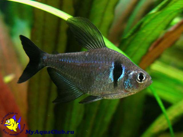 ������� ������ ��� ������ ������ (Megalamphodus megalopterus)