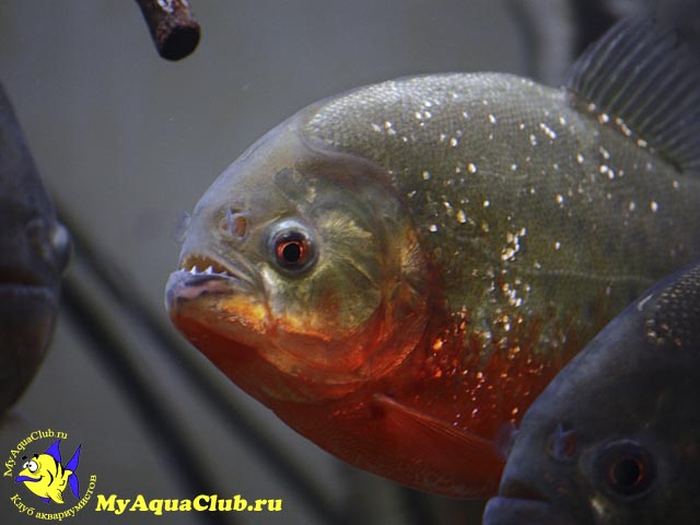 ������� ��������� (Pygocentrus nattereri)