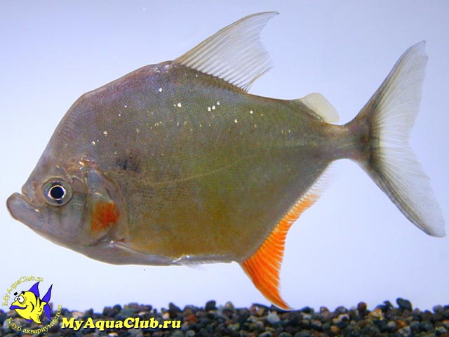 ������� �������� ��� ���������� (Catoprion mento)