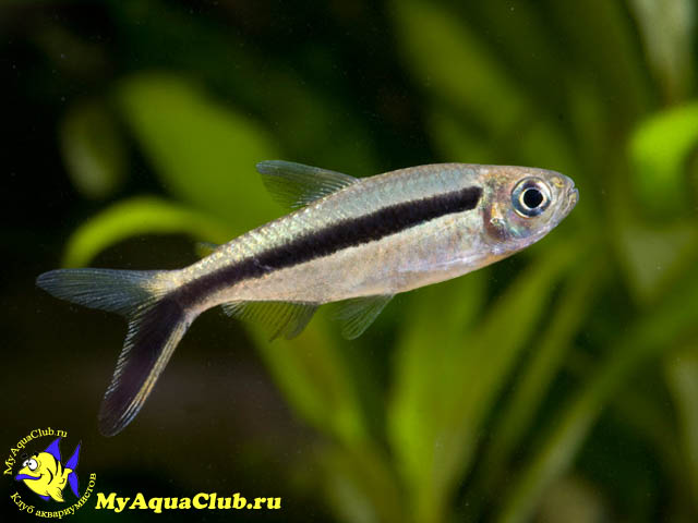 ������� ������������, �����-������� (Thayeria boehlkei)