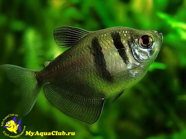 �������� (Gymnocorymbus ternetzi)