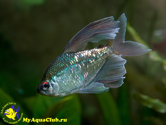 ����� ������������� (Moenkhausia pittiere)