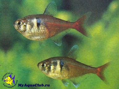 ����� ���������� ��� ����� ����� (Hyphessobrycon griemi)