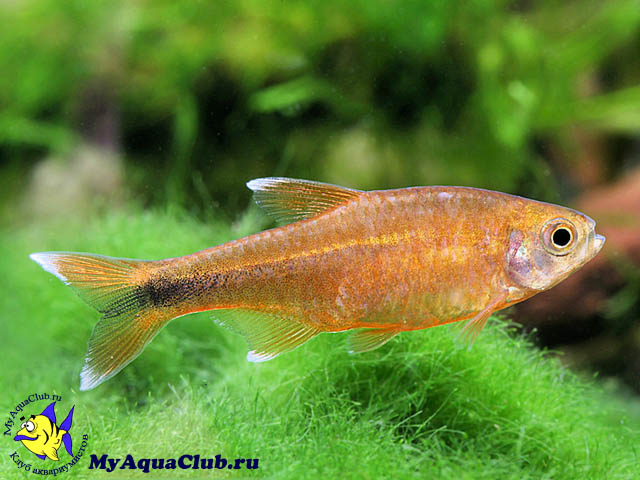 ����� ������ ��� ��������� (Hasemania nana)