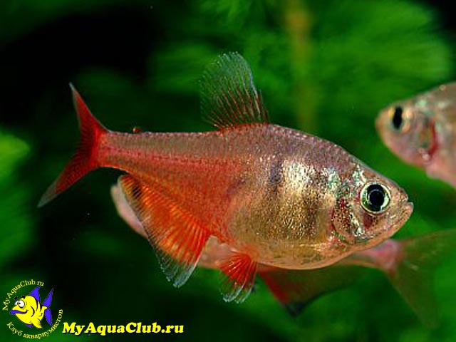 ����� �������� ��� ����� ��� ��� (Hyphessobrycon flammeus)