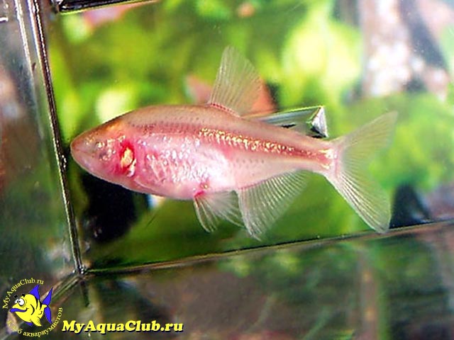 ����� ������, ������ �������� ���� (Anoptichthys jordani)