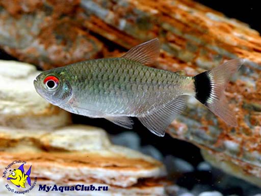 �������� ��� ���������� ������������ (Moenkhausia sanctaefilomenae)