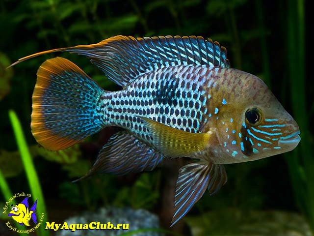 ����� ���������