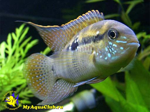 ����� ����������-��������� (Aequidens pulcher)