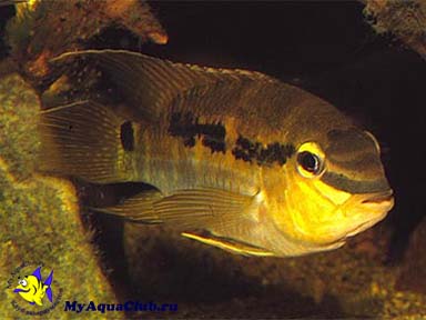 ����� ����� ��� ����� ������� (Aequidens itany, Krobia itanyi)