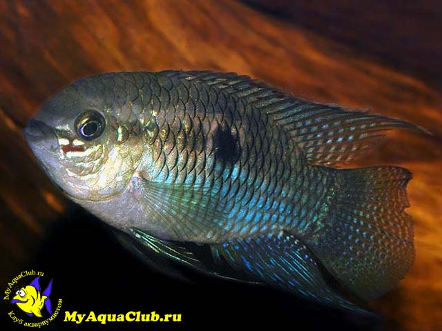 ����� ��������� ��� �������� ��������� (Laetacara curviceps)