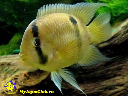 ����� ������ (Cleithracara maronii, Aequidens maronii)