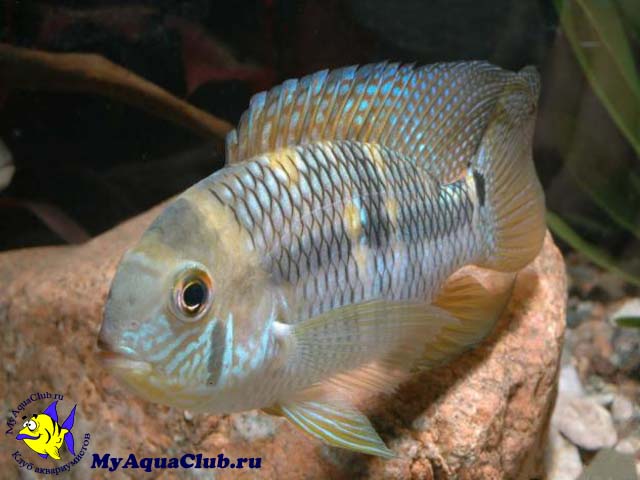 ����� ���� ��� ����� ����������� (Aequidens metae)