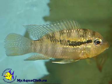 ����� ���������� (Bujurquina syspilus)