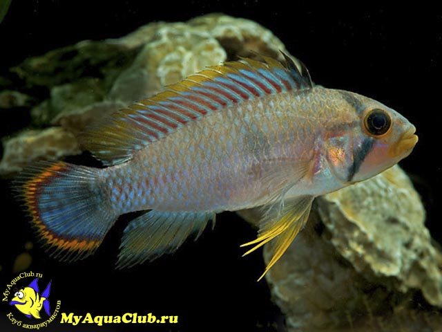 ������������ ������� (Apistogramma panduro)