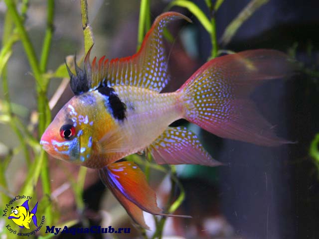 ������������ ��������, ������-������� ��� ������������� �������. (Apistogramma ramirezi)