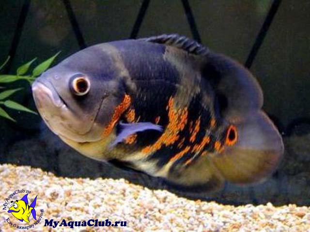 ����������, ����� ��� �������� ���� (Astronotus ocellatus)