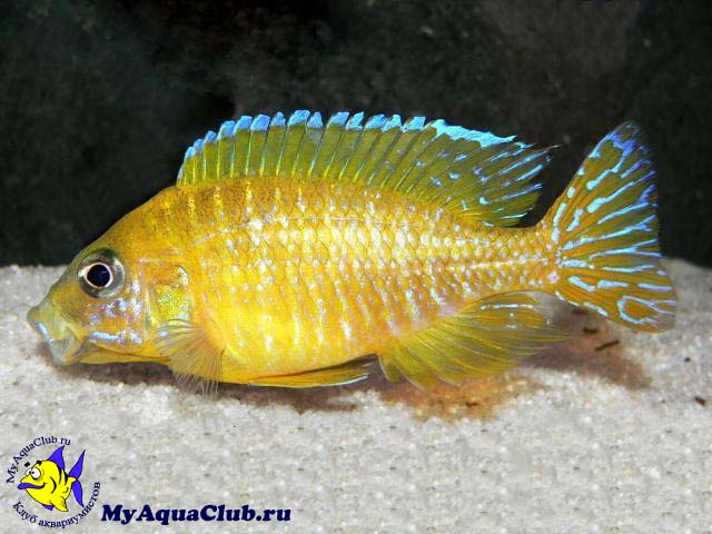 ���������� ����� (Aulonocara baenschi)
