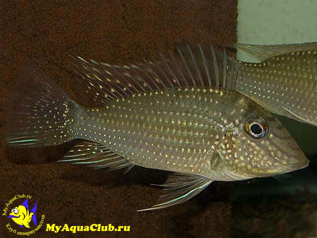 �������� ������������� ��� �������� ������� (Satanoperca jurupari)