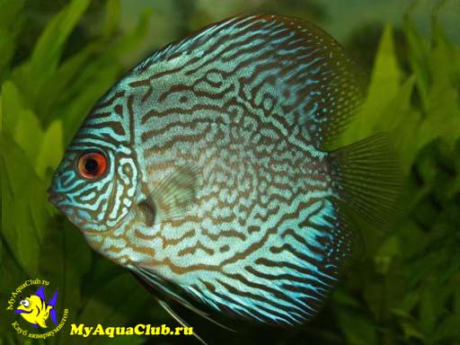 ������ ������� (Symphysodon aequifasciata haraldi)