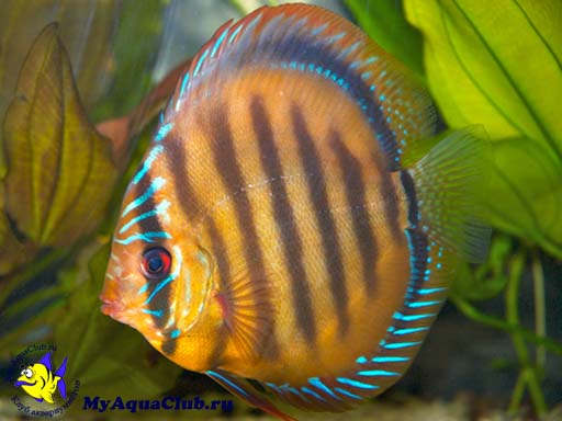 ������ ���������� (Symphysodon aequifasciata axelrodi)