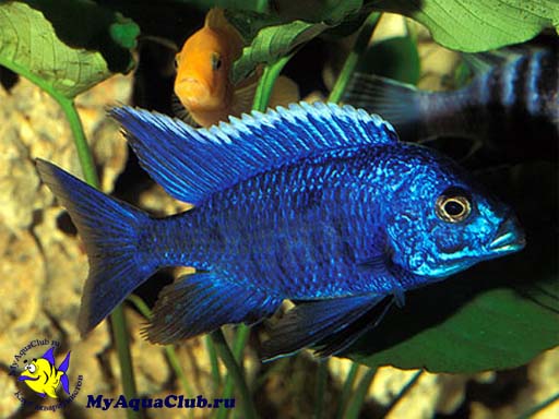 �������� ����� (Aulonocara nyassae)