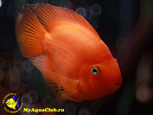 ������� ������� ��� ����-������� (Red Parrot Cichlid)