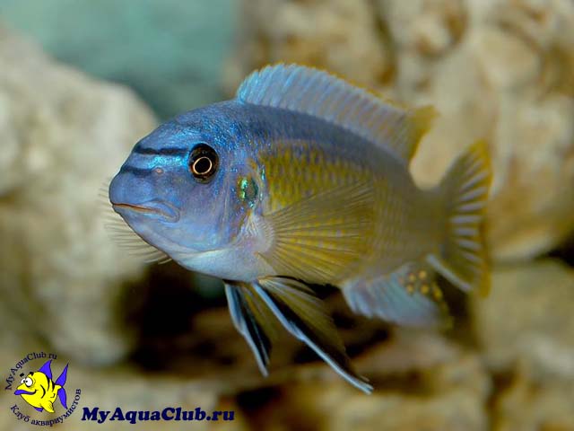 ������������ ����������� ��� �������-����� (Labeotropheus fuelleborni)