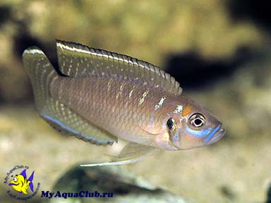 ����������� ��������� ���������� (Neolamprologus brevis)