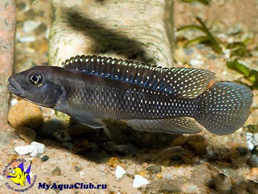����������� ������������� (Lamprologus congoensis)