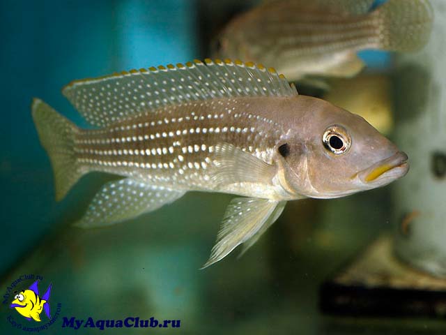 ����������� ������������� ��� ����������� (Neolamprologus tetracanthus)