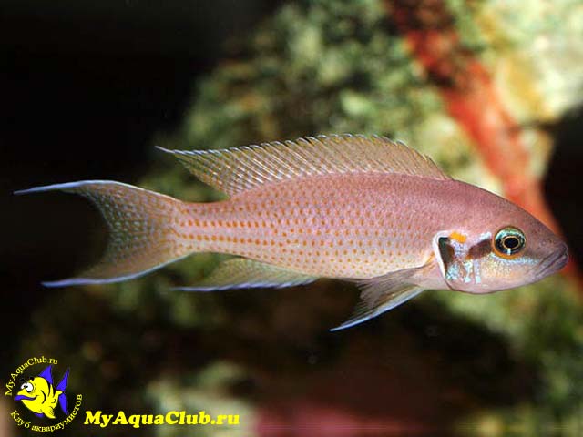 ��������� ������� (Neolamprologus brichardi, Lamprologus brichardi)