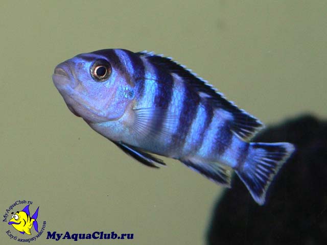 ������������� ��������